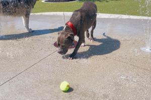 Julian B Lane Riverfront Park Dog Park