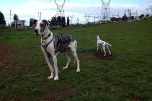 Ross Dog Park