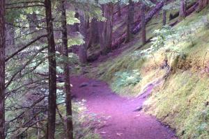Ramona Falls Trail