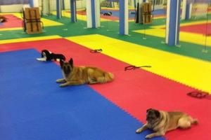 Shadyrock School for Dogs