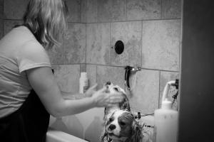 The Grooming Spa