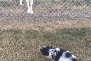 Garden City Dog Park