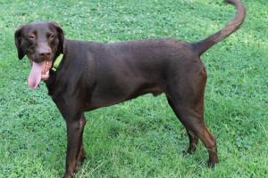 Gentle Guardian Petsitting