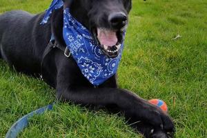 Crystal Lake Sports Field Dog Park