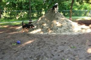 Towers Dog Park