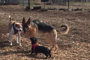Trumbull Dog Park at Indian Ledge Park