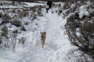 Run-A-Muk Dog Park