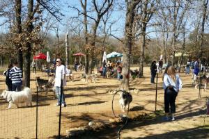 Doghouse Drinkery Dog Park