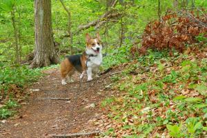 Walt Whitman Trail at West Hills County Park