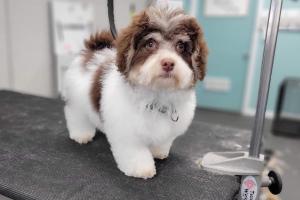 Katie's Dog Grooming Services