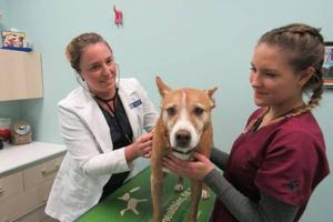 Beacon Veterinary Associates
