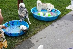 Red Fern Pet Sitting and Dog Walking