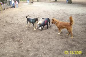 Pendleton King Park Bark Park