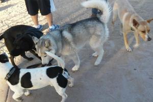 North Sixth Avenue Dog Park