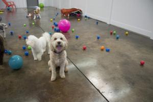 Puppy Paws Salon and Spa