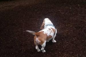 North Acres Dog Park