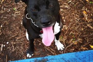 Amelia Earhart Dog Park