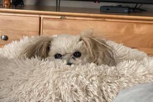 Wayside Waifs
