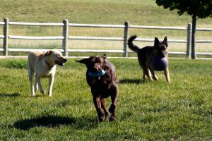 Bayou Gulch Dog Park