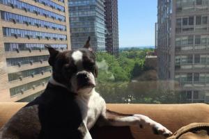 Smart Paws Chicago Ltd