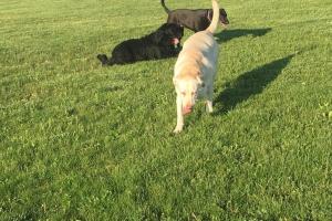 Montgomery County Bark Park