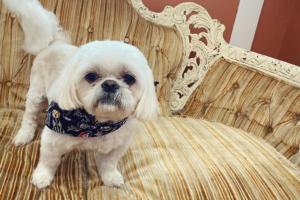 Duke And Dixie's Dog Grooming