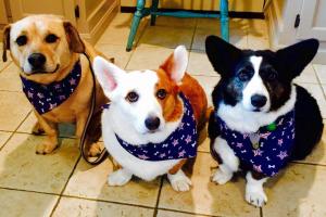 Hometown Veterinary Clinic