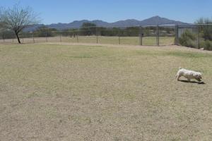 Northwest Community Dog Park at Ann Day Community Park