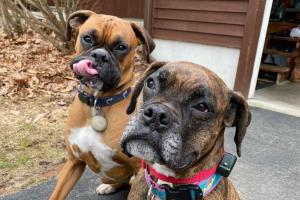 Green Mountain Pet Stop