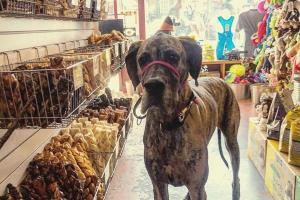 Three Dog Bakery
