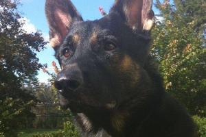 D & D Dog Training Services, LLC