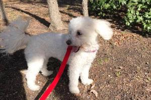 Snaggle Foot Dog Walks and Pet Care