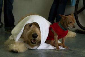 Bow Wow Bath House