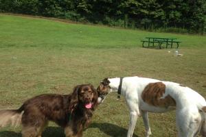 Overlook Dog Park 