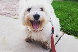 Lucky Dogs Pet Sitting