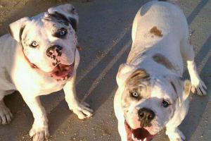 Etiwanda Creek Community & Dog Park