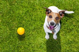 Doug Phillips Dog Park