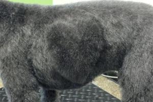 A Loving Touch Puppy Parlor