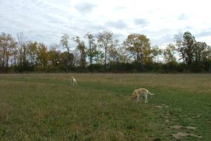 Terri Tinsley Dog Park