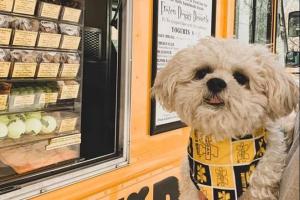 Fido to Go Dog & Cat Treat Food Truck