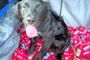 In Command Dog Training