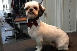 Coiffed & Collared Hair and Fur Studio