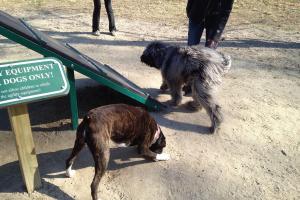 Salisbury Dog Park