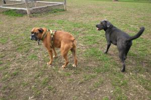 Spencer's Run Dog Park at Waveny Park