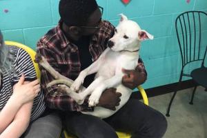 The Dog Cafe