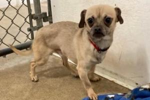 Wabash County Animal Shelter