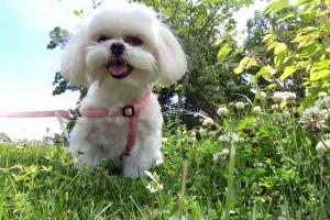 Point West Pet Sitting