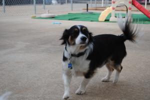 MrsDoolittle's Pet Stay N Play