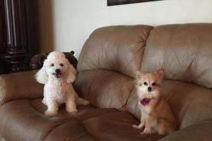 Royalty Pets