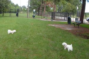Partin Triangle Dog Park